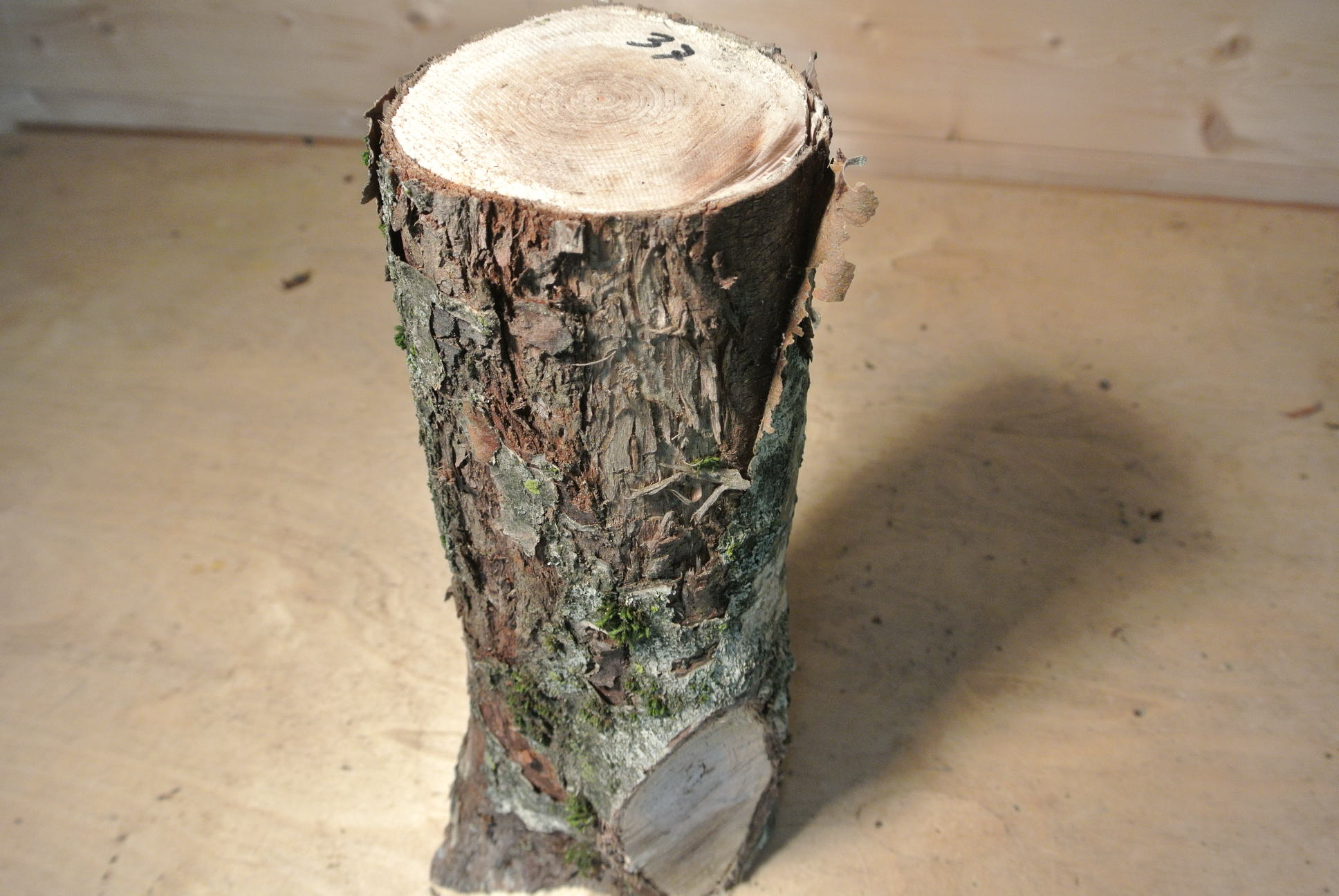 Eberesche Stammabschnitt 300mm lang DM 10cm lt. Abb.