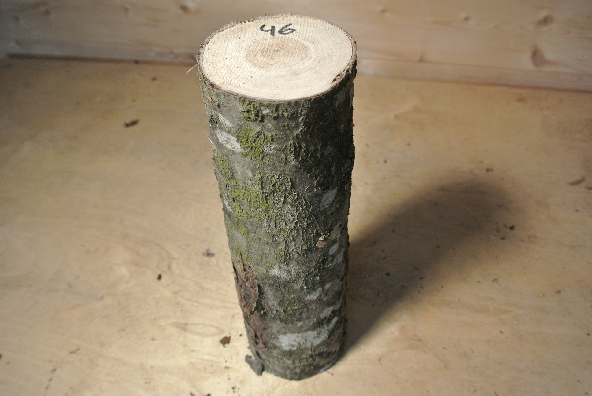 Eberesche Stammabschnitt 300mm lang DM 8cm lt. Abb.