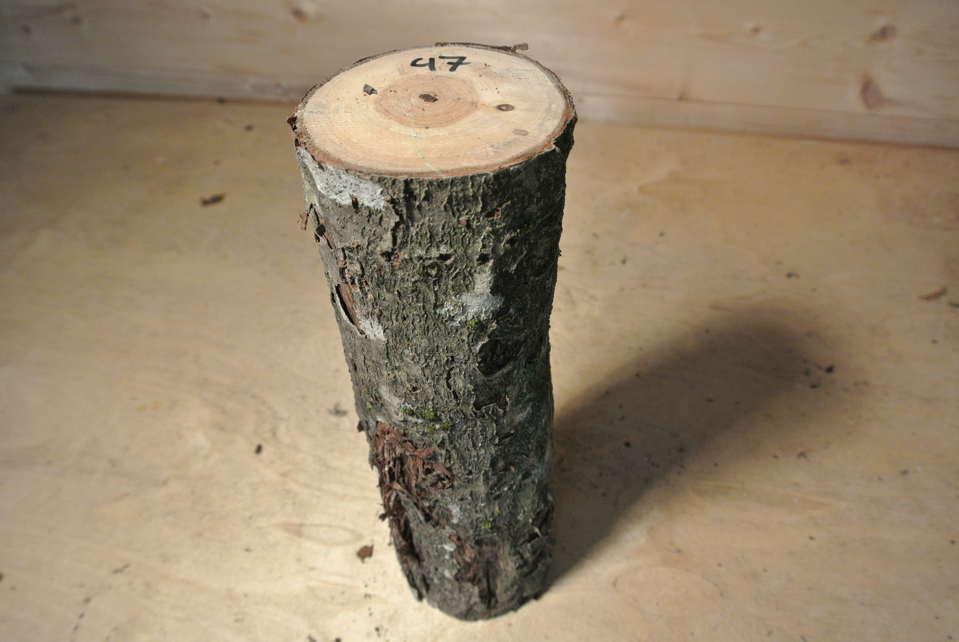 Eberesche Stammabschnitt 300mm lang DM 8cm lt. Abb.