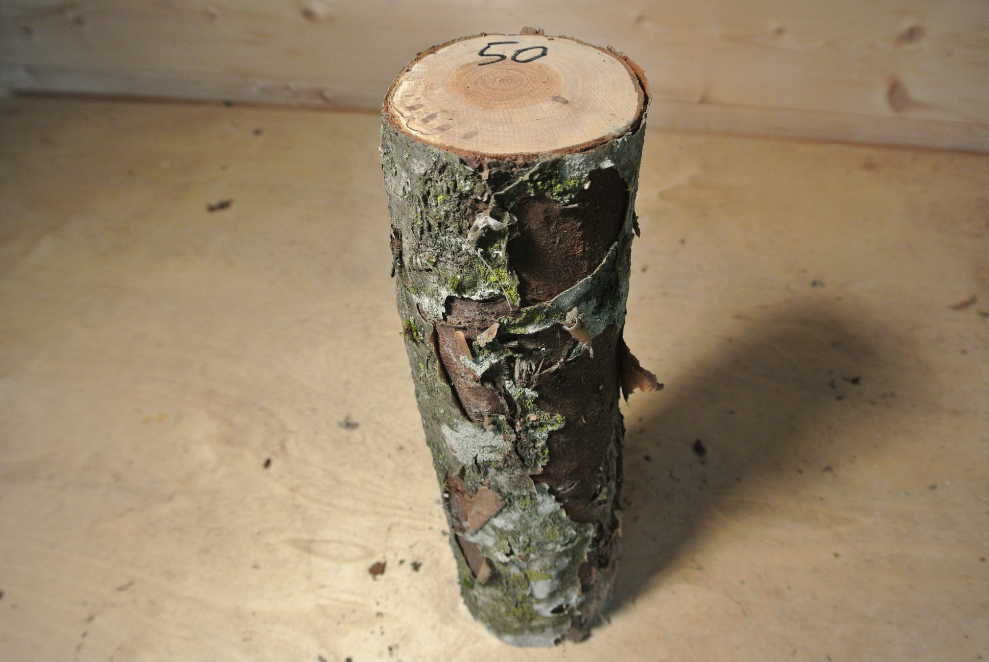 Eberesche Stammabschnitt 300mm lang DM 8cm lt. Abb.