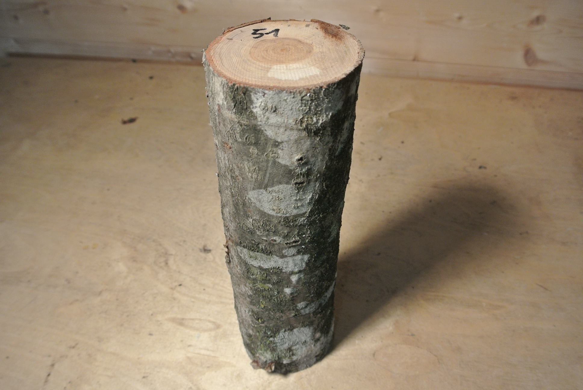 Eberesche Stammabschnitt 300mm lang DM 8cm lt. Abb.