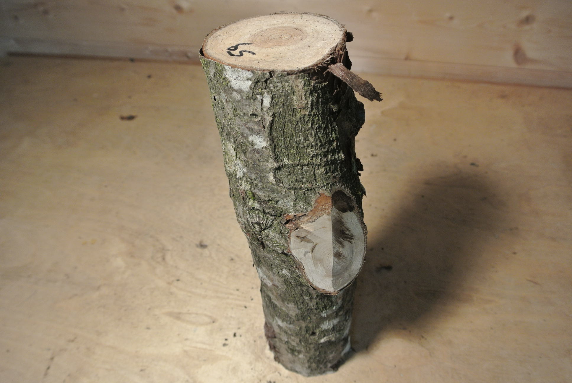 Eberesche Stammabschnitt 300mm lang DM 8cm lt. Abb.