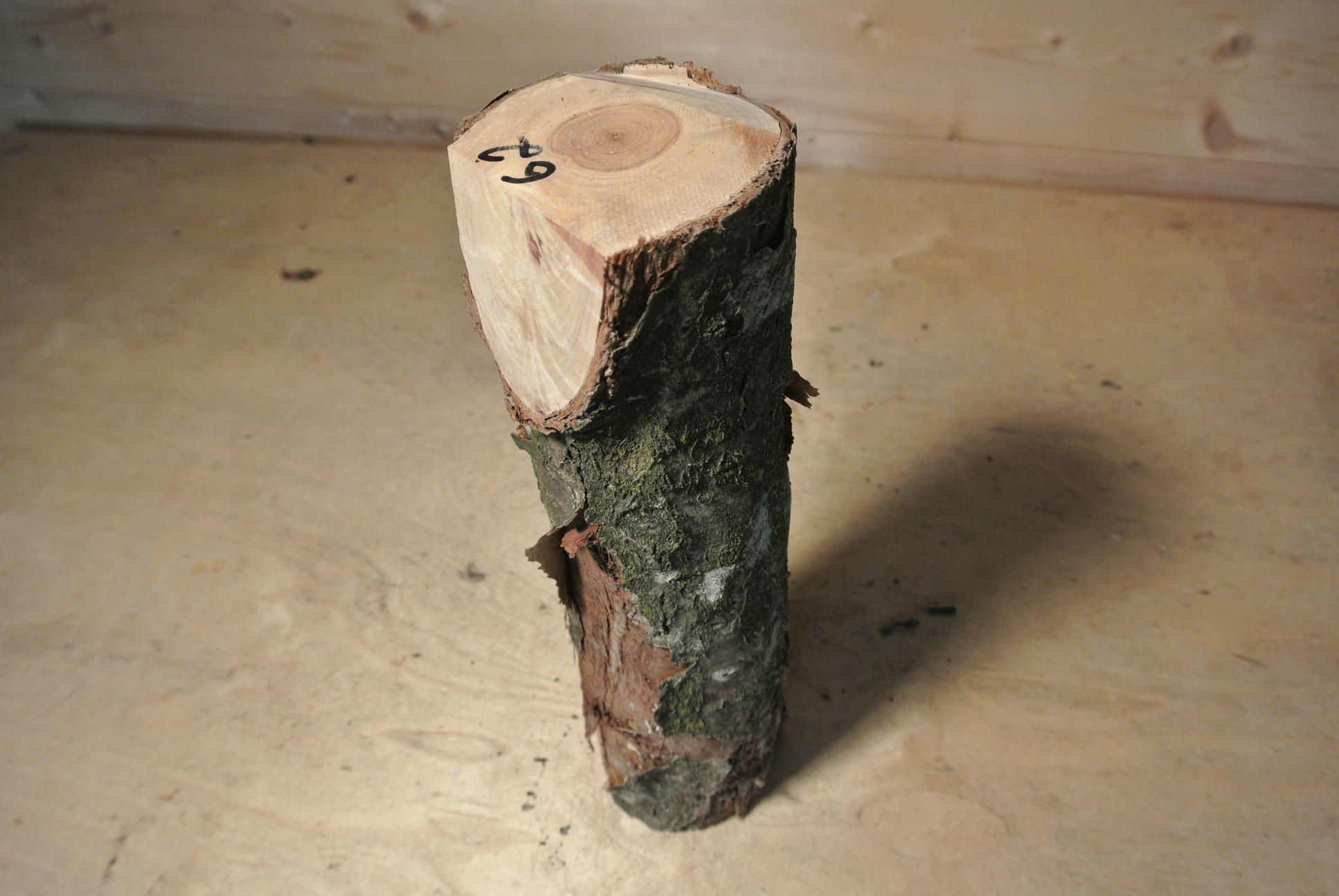 Eberesche Stammabschnitt 300mm lang DM 8cm lt. Abb.