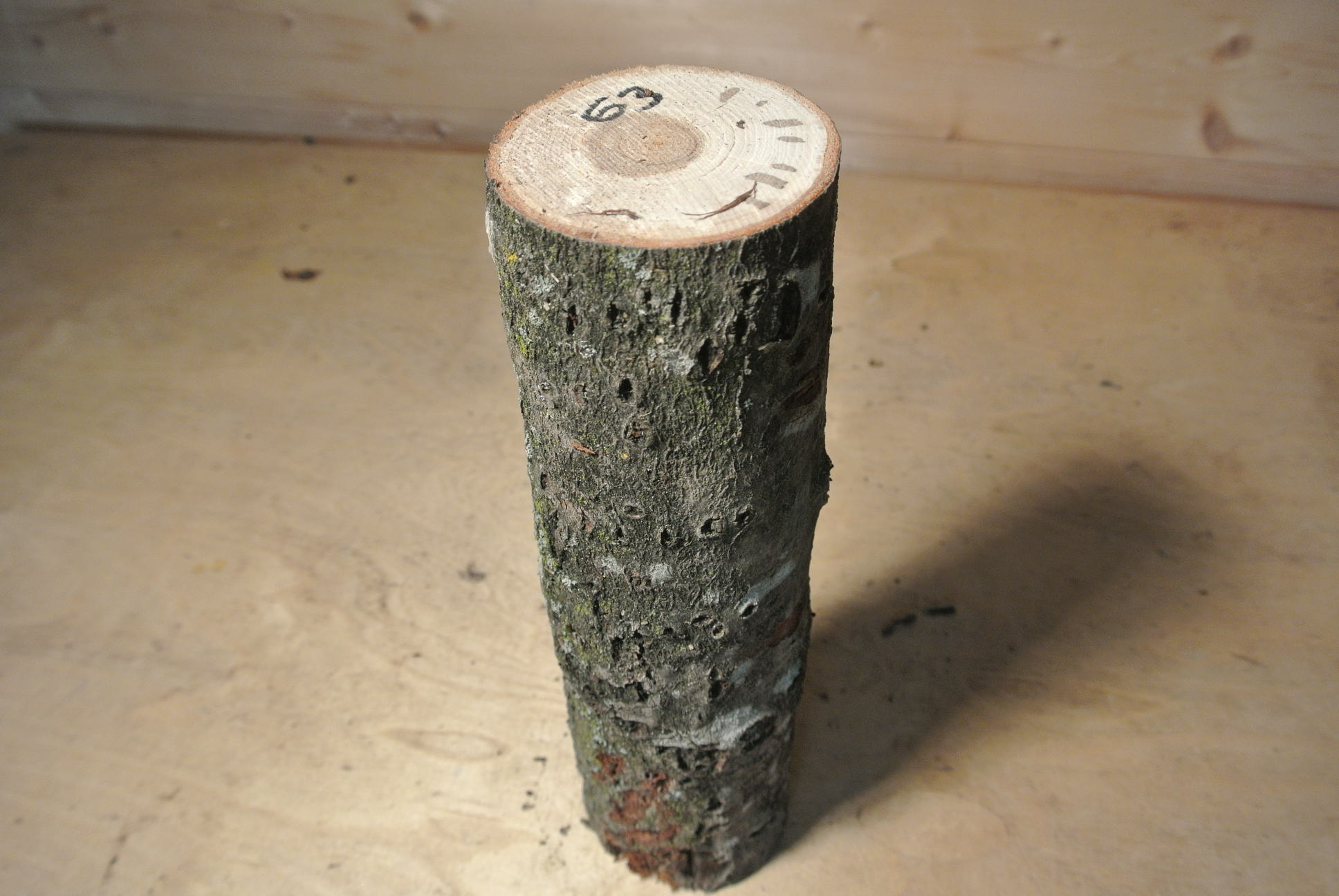 Eberesche Stammabschnitt 300mm lang DM 8cm lt. Abb.