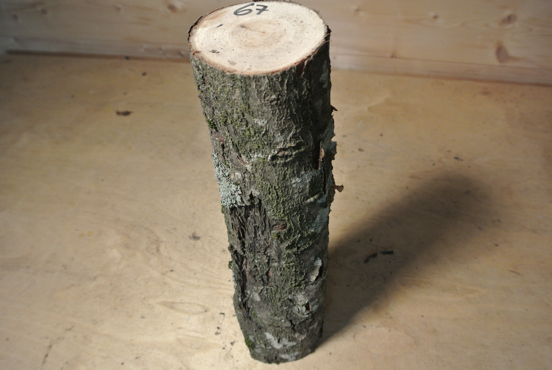 Eberesche Stammabschnitt 300mm lang DM 7cm lt. Abb.