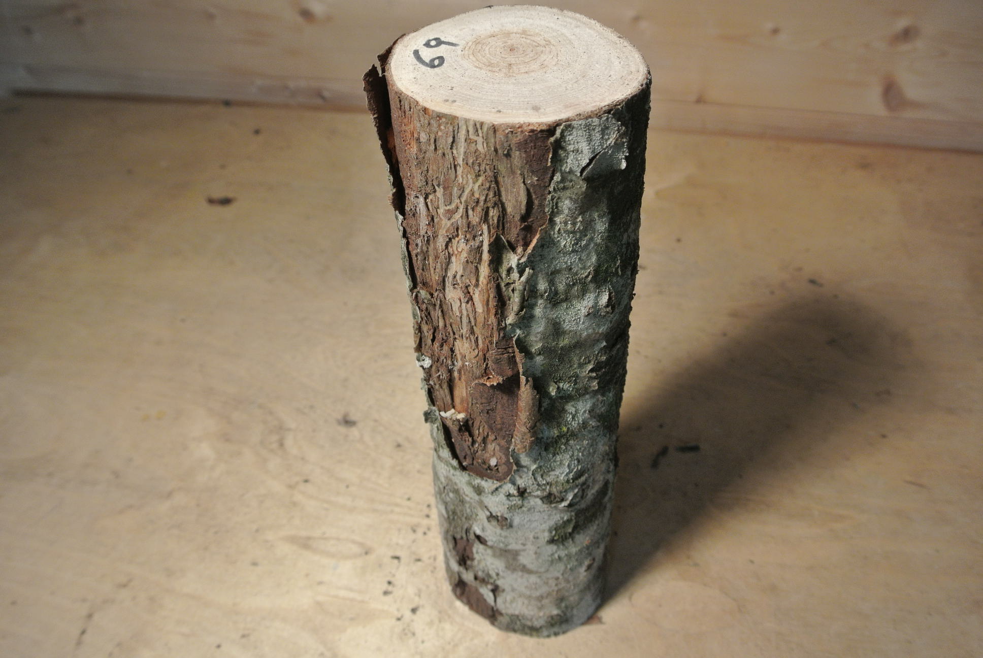 Eberesche Stammabschnitt 300mm lang DM 8cm lt. Abb.