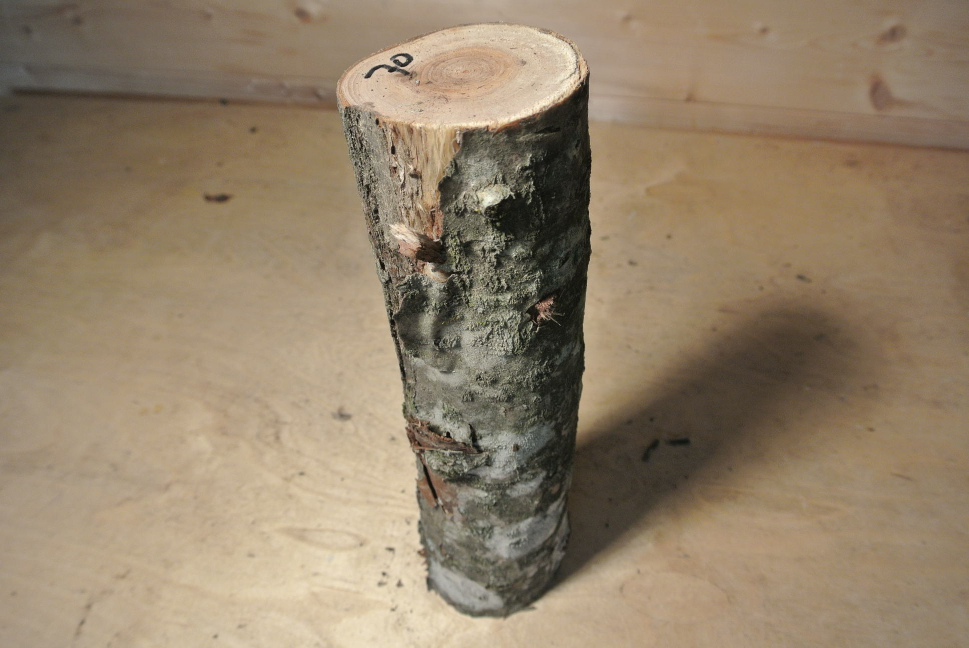 Eberesche Stammabschnitt 300mm lang DM 7cm lt. Abb.