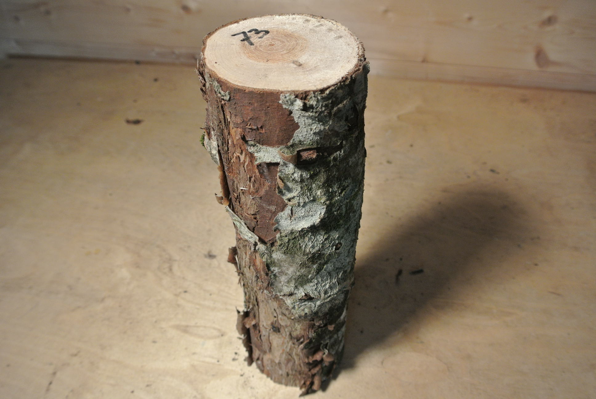 Eberesche Stammabschnitt 300mm lang DM 8cm lt. Abb.