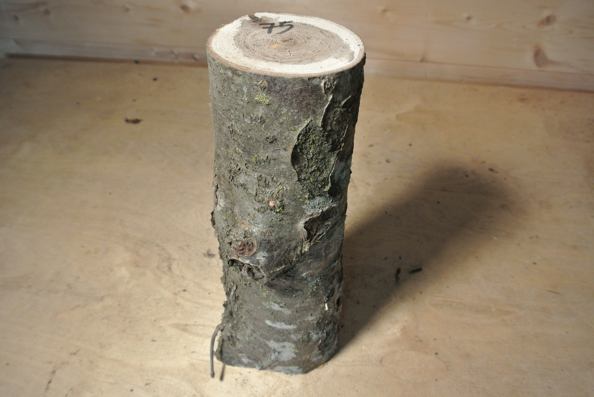Eberesche Stammabschnitt 300mm lang DM 7cm lt. Abb.