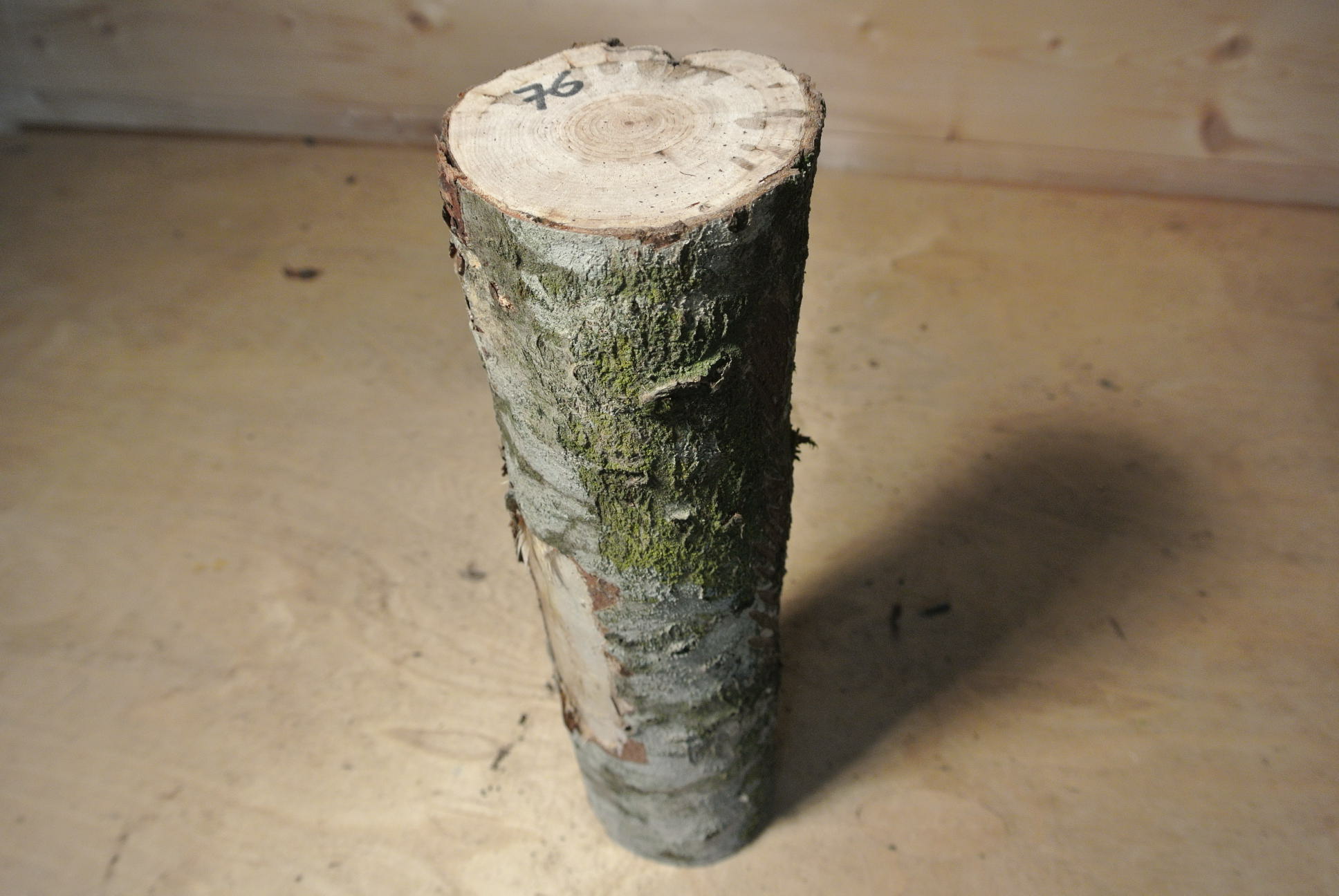 Eberesche Stammabschnitt 300mm lang DM 8cm lt. Abb.