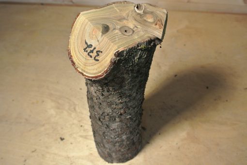 Essigbaum Stammabschnitt 300mm lang DM 9cm t. Abb.