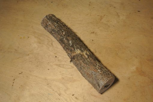 Ginko Stammabschnitt 300mm lang DM 4cm t. Abb.