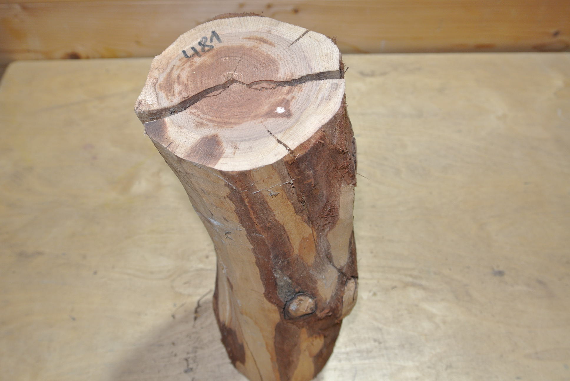 Zwetschke Stammabschnitt 300mm lang DM 10cm lt. Abb.