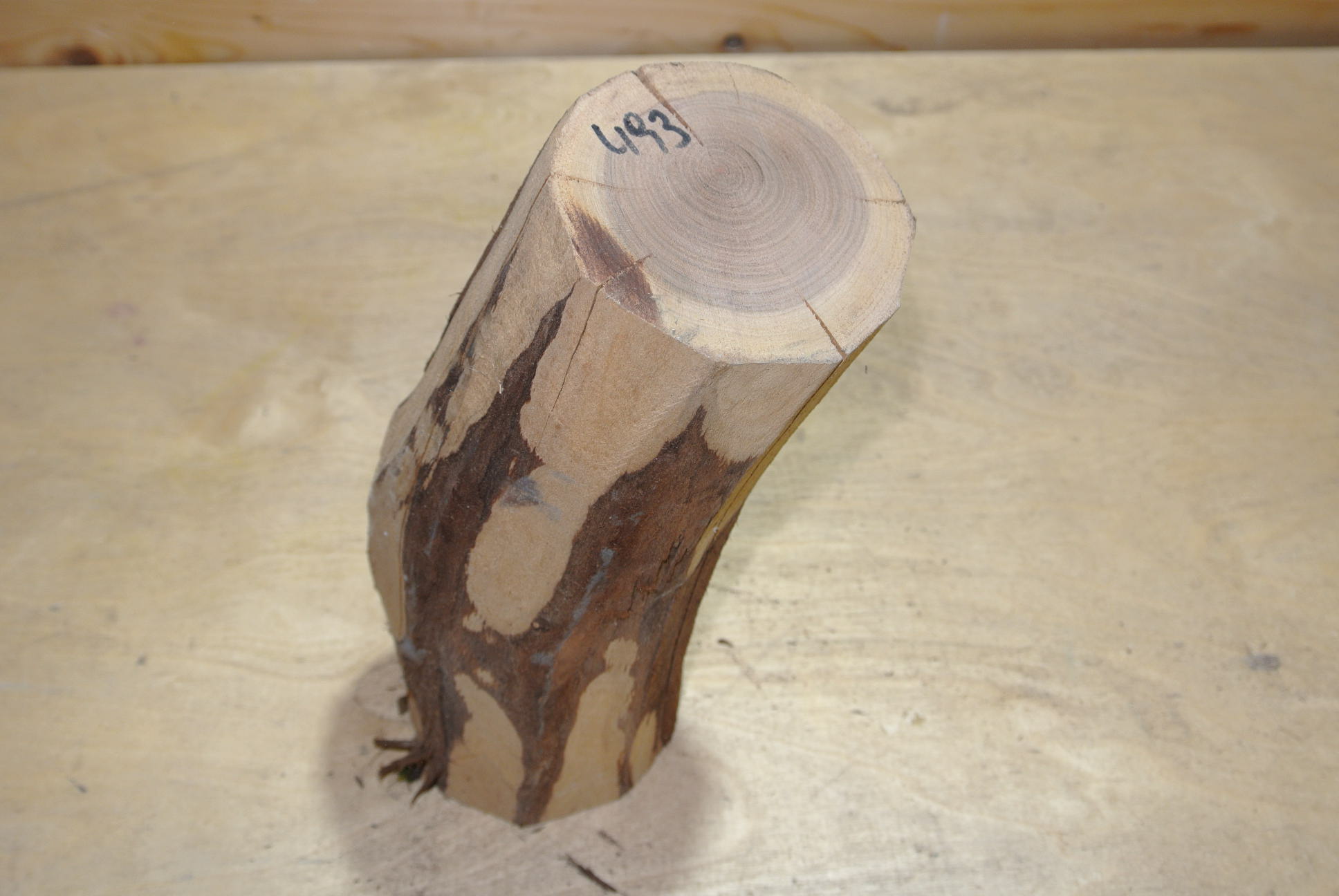 Zwetschke Stammabschnitt 250mm lang DM 9cm lt. Abb.