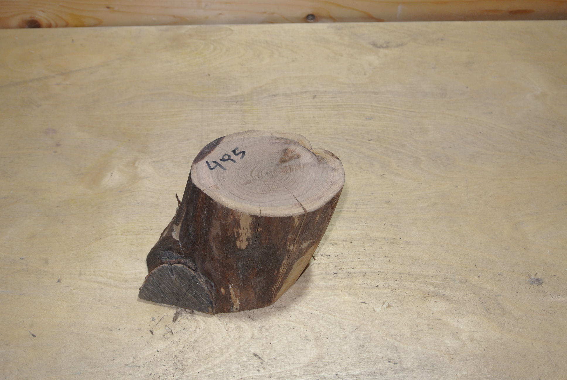 Zwetschke Stammabschnitt 100mm lang DM 9cm lt. Abb.